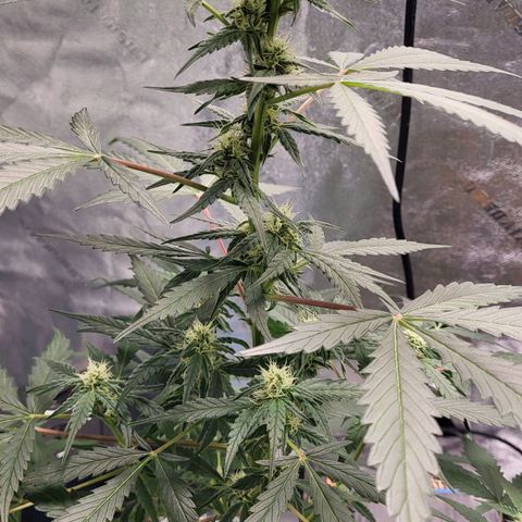 Jammy Dodgers #2 growlog timeline photo