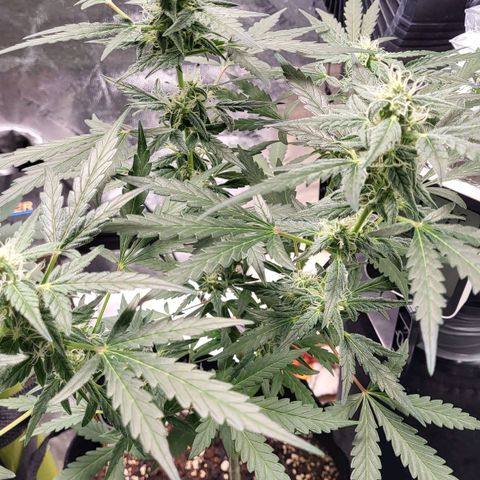 Toof Decay x Walter White growlog timeline photo