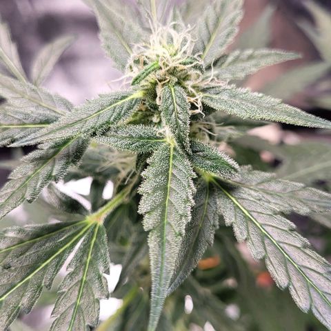 Toof Decay x Walter White growlog timeline photo