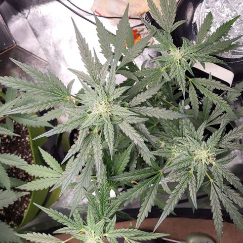 Toof Decay x Walter White growlog timeline photo