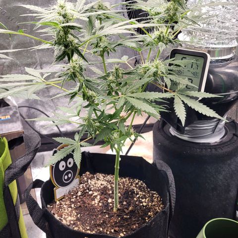 Toof Decay x Walter White growlog timeline photo