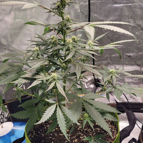 Jammy Dodgers #2 growlog timeline photo