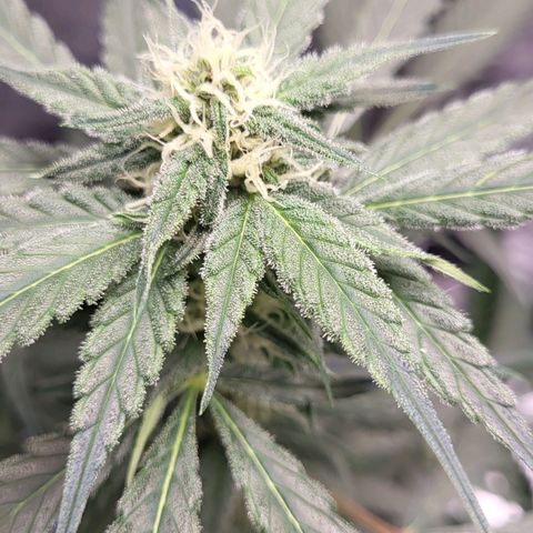 Jammy Dodgers #2 growlog timeline photo