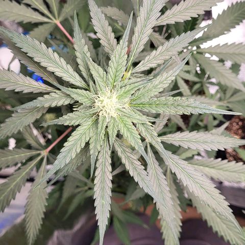 Jammy Dodgers #2 growlog timeline photo