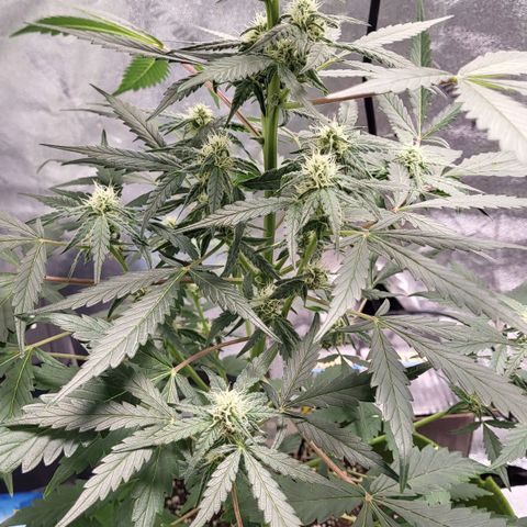 Jammy Dodgers #2 growlog timeline photo