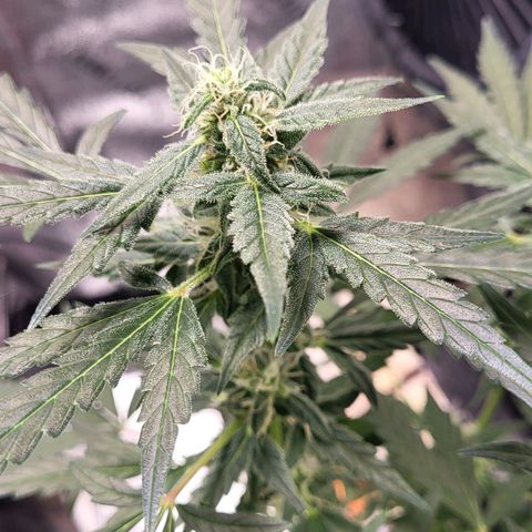 Toof Decay x Walter White growlog timeline photo