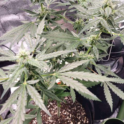 Toof Decay x Walter White growlog timeline photo
