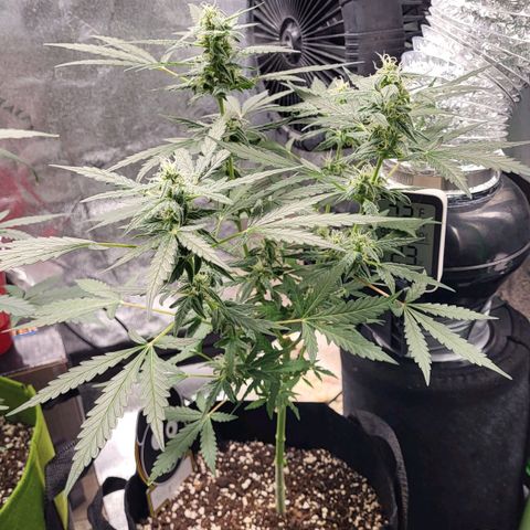 Toof Decay x Walter White growlog timeline photo