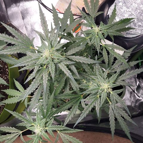 Toof Decay x Walter White growlog timeline photo
