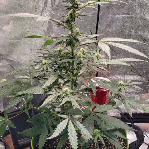 Jammy Dodgers #2 growlog timeline photo