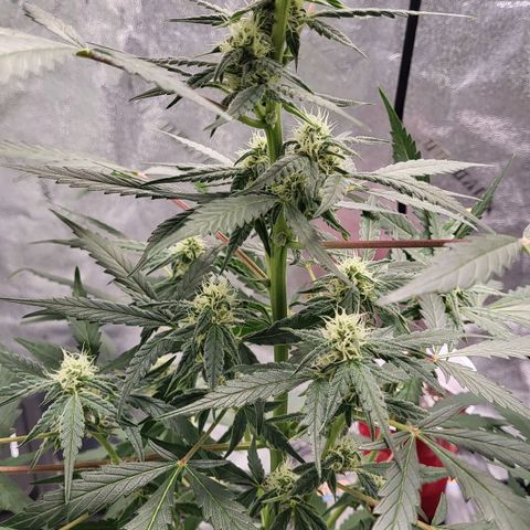 Jammy Dodgers #2 growlog timeline photo