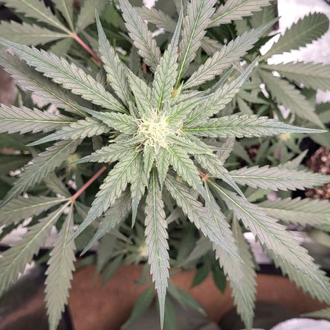 Jammy Dodgers #2 growlog timeline photo