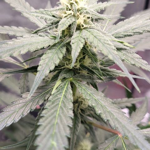 Jammy Dodgers #2 growlog timeline photo