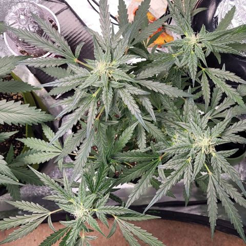 Toof Decay x Walter White growlog timeline photo