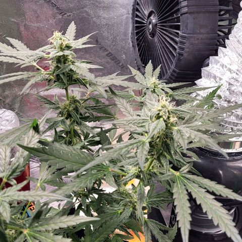 Toof Decay x Walter White growlog timeline photo