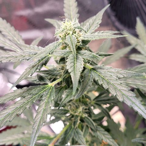Toof Decay x Walter White growlog timeline photo