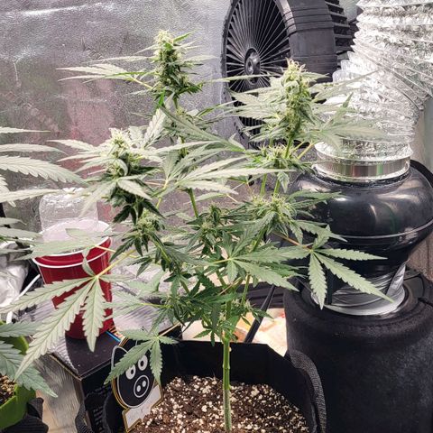Toof Decay x Walter White growlog timeline photo