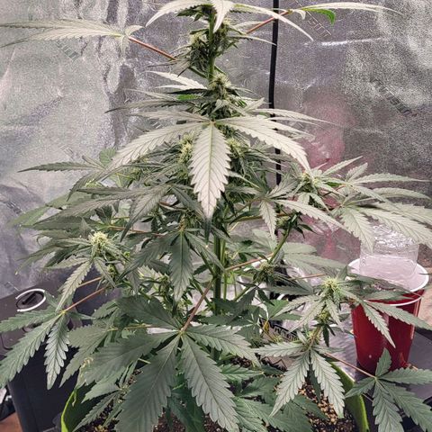 Jammy Dodgers #2 growlog timeline photo