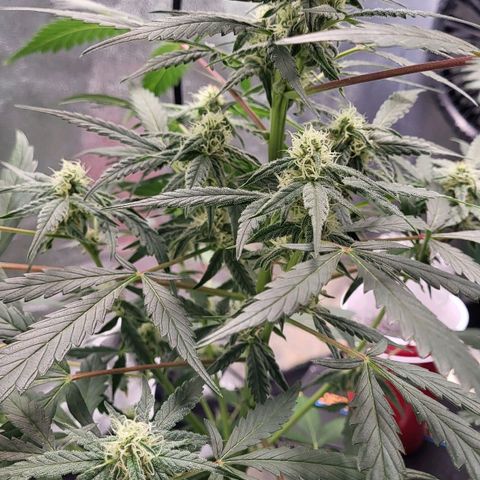 Jammy Dodgers #2 growlog timeline photo