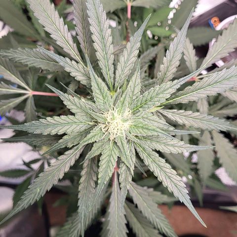 Jammy Dodgers #2 growlog timeline photo