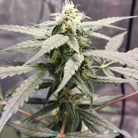 Jammy Dodgers #2 growlog timeline photo