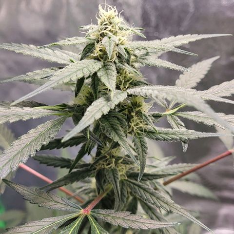 Jammy Dodgers #2 growlog timeline photo
