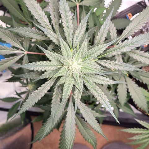 Jammy Dodgers #2 growlog timeline photo