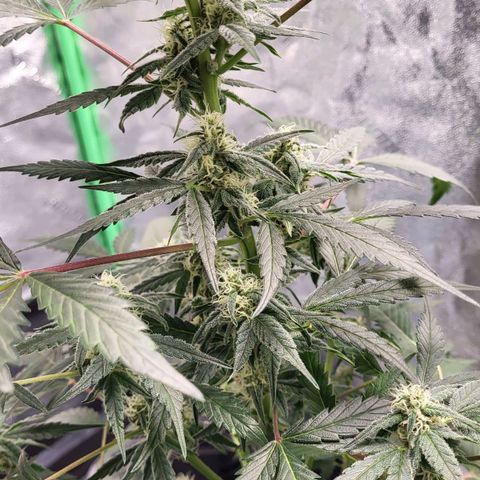 Jammy Dodgers #2 growlog timeline photo