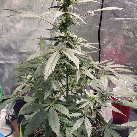 Jammy Dodgers #2 growlog timeline photo