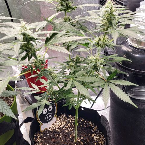 Toof Decay x Walter White growlog timeline photo