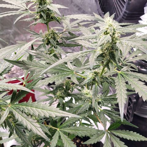 Toof Decay x Walter White growlog timeline photo