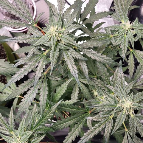 Toof Decay x Walter White growlog timeline photo