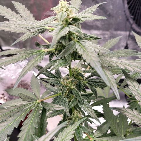 Toof Decay x Walter White growlog timeline photo