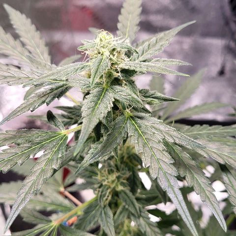 Toof Decay x Walter White growlog timeline photo