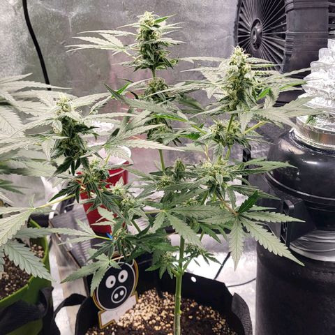 Toof Decay x Walter White growlog timeline photo