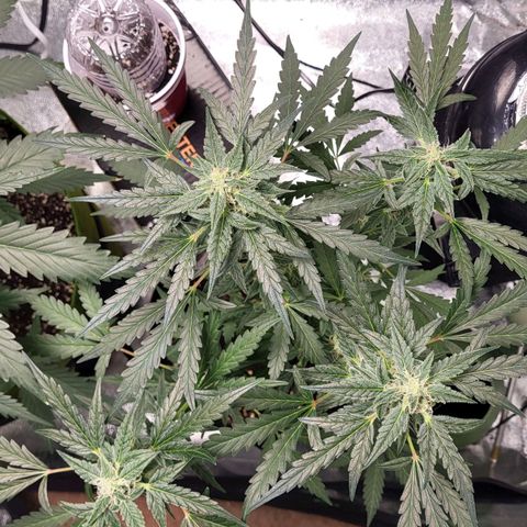 Toof Decay x Walter White growlog timeline photo