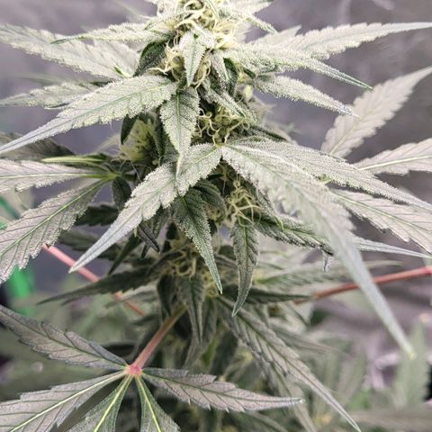 Jammy Dodgers #2 growlog timeline photo