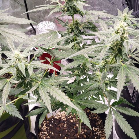Toof Decay x Walter White growlog timeline photo