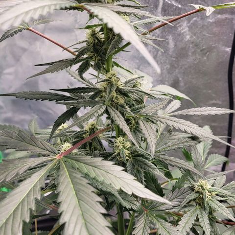 Jammy Dodgers #2 growlog timeline photo