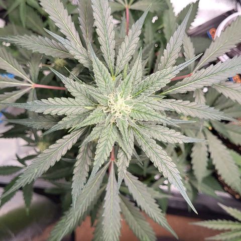 Jammy Dodgers #2 growlog timeline photo