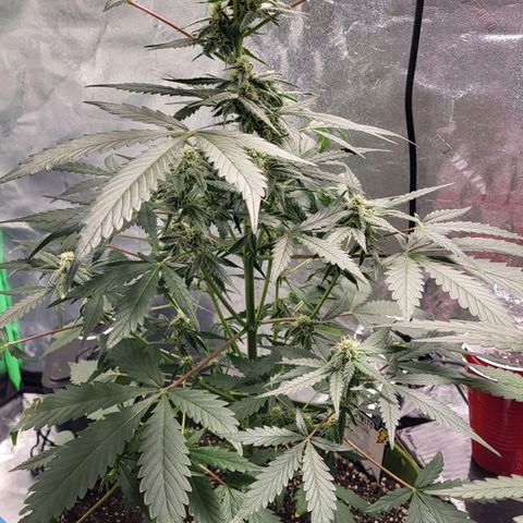 Jammy Dodgers #2 growlog timeline photo
