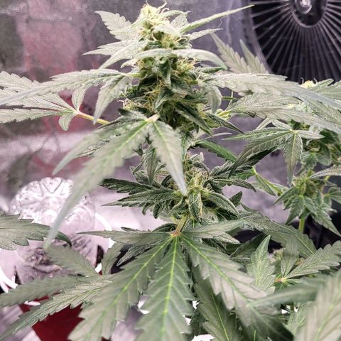 Toof Decay x Walter White growlog timeline photo