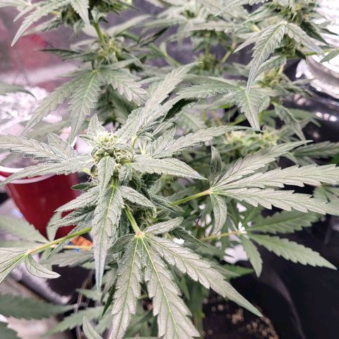 Toof Decay x Walter White growlog timeline photo