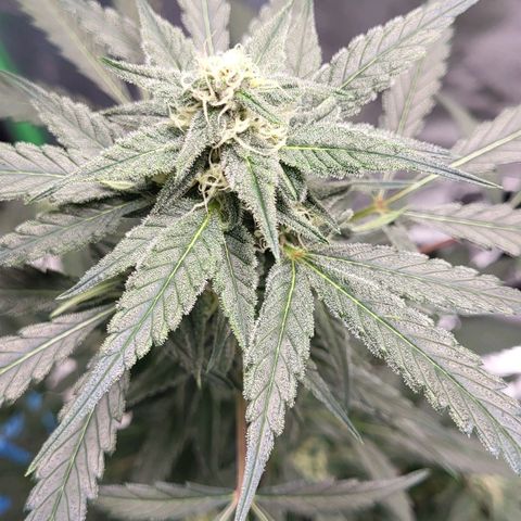 Jammy Dodgers #2 growlog timeline photo