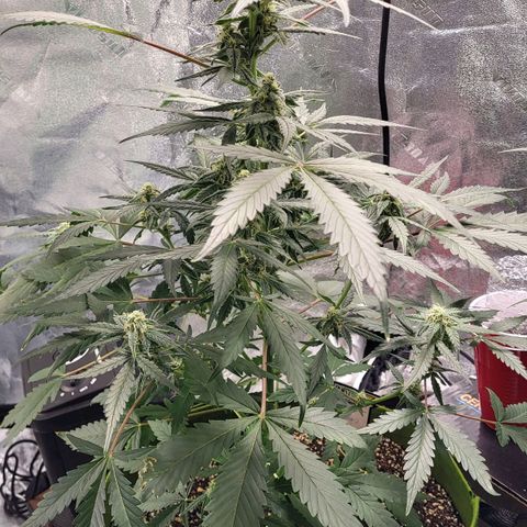Jammy Dodgers #2 growlog timeline photo