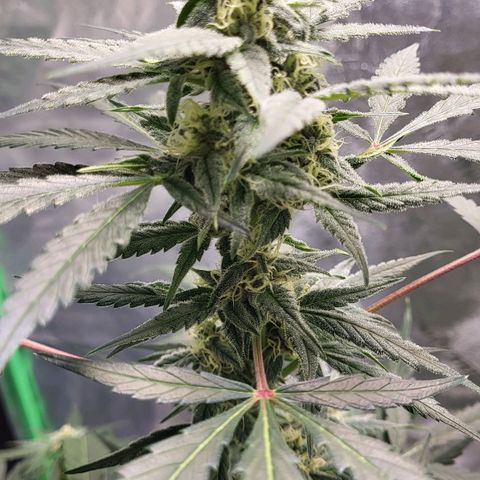 Jammy Dodgers #2 growlog timeline photo