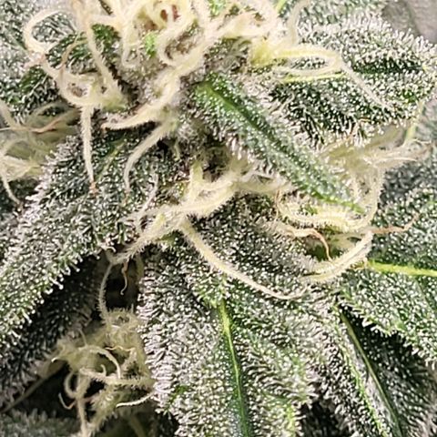 Jammy Dodgers #2 growlog timeline photo