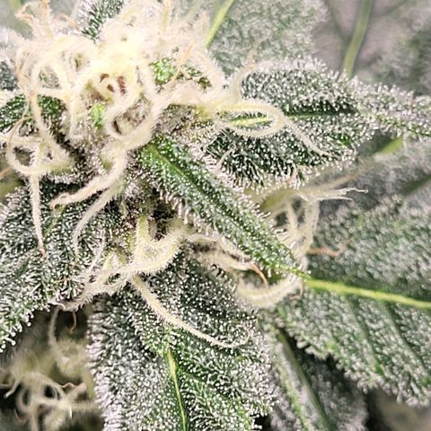 Jammy Dodgers #2 growlog timeline photo