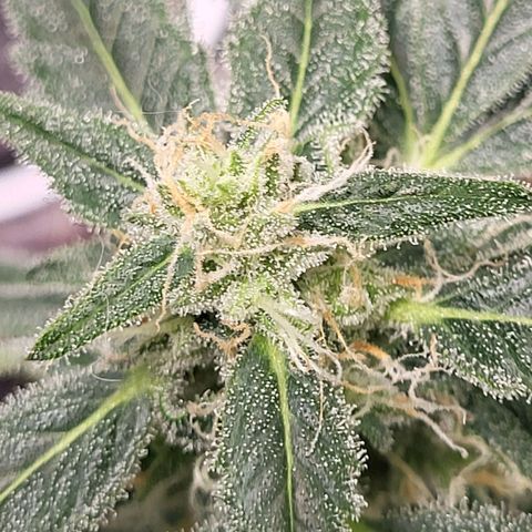 Toof Decay x Walter White growlog timeline photo