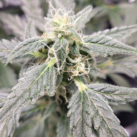 Toof Decay x Walter White growlog timeline photo